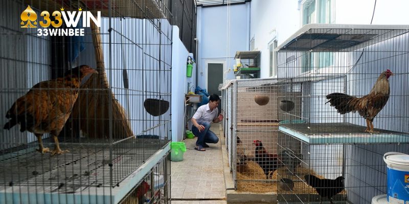 Chế độ ăn uống quyết định 50 - 70% khả năng phát triển của gà chọi