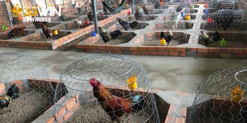 Xây dựng chuồng tiêu chuẩn để nuôi gà đá kiểu Mỹ