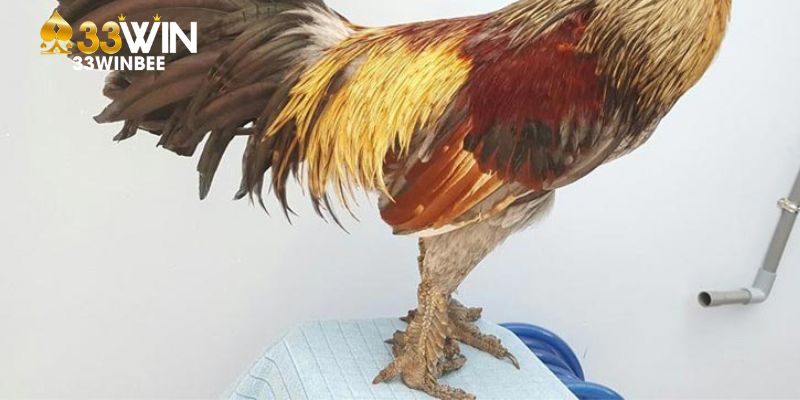 Sư kê nên có kế hoạch để chăm sóc vảy gà đá hay đúng cách
