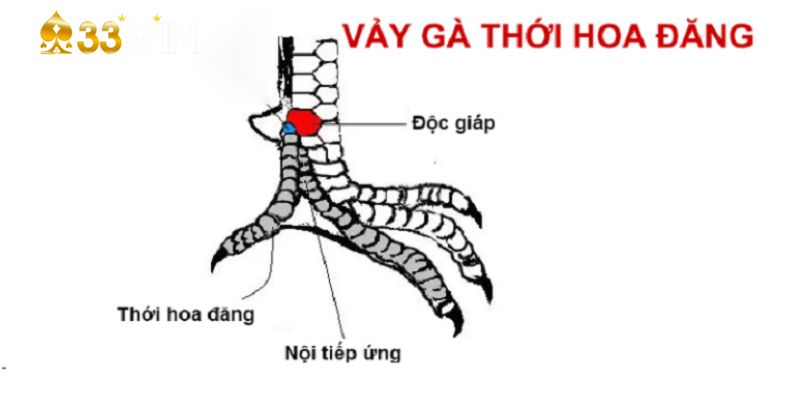 Vảy gà đá hay nội hoa đăng đầy mạnh mẽ